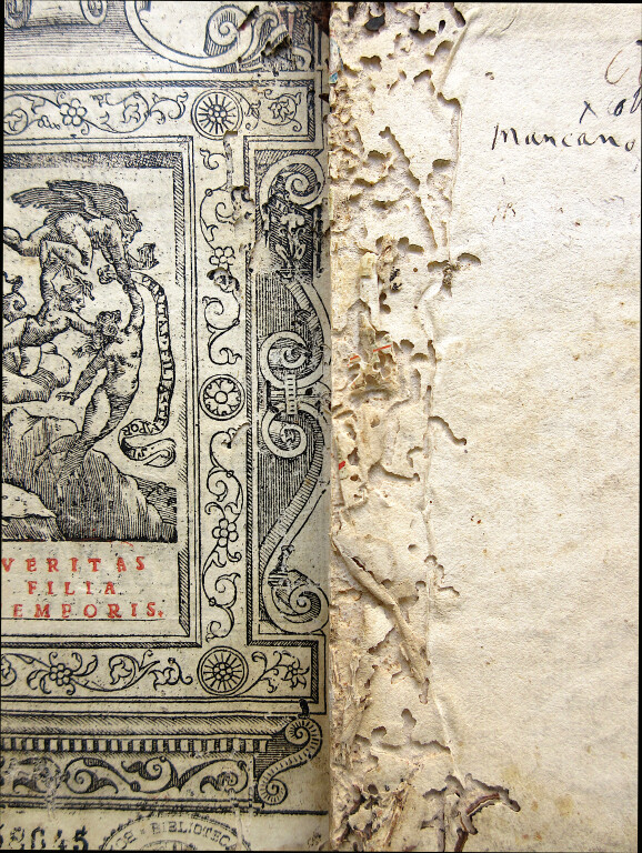 immagine di Il verme disicio e altri biblioanimali