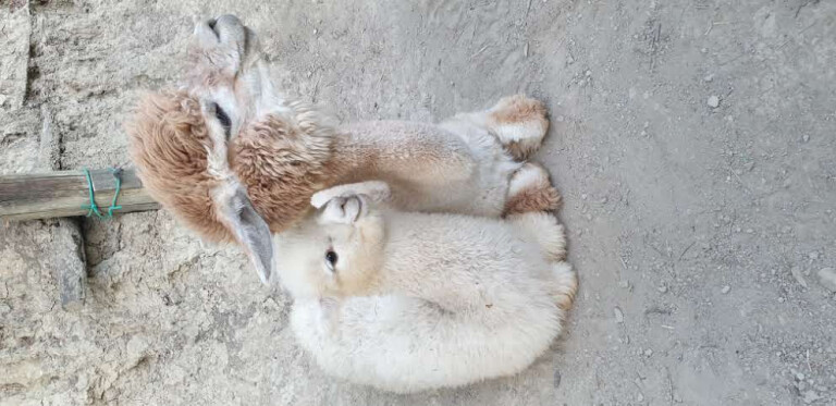 couverture de Alpaca sotto le stelle