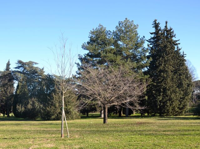 Parco dei Cedri