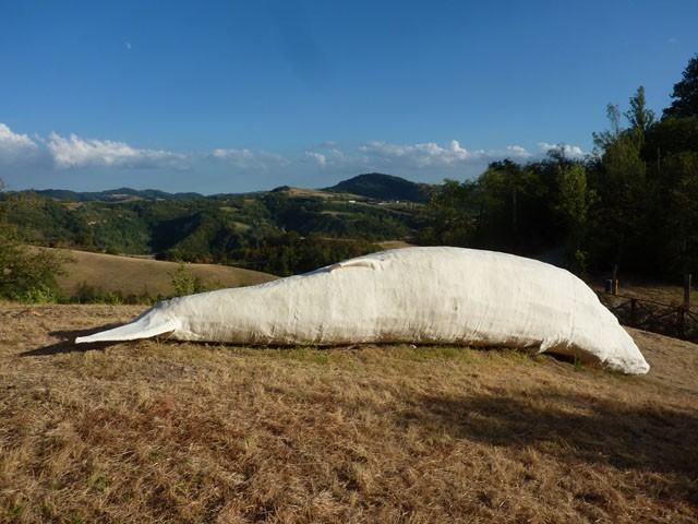 Monumento alla balena preistorica di Gorgognano 