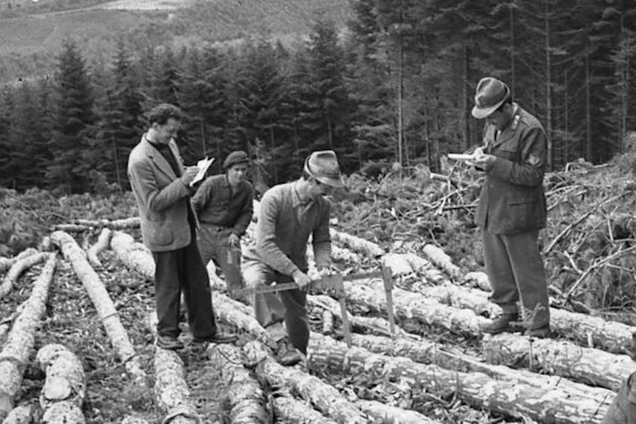 copertina di Gli uomini che piantavano alberi