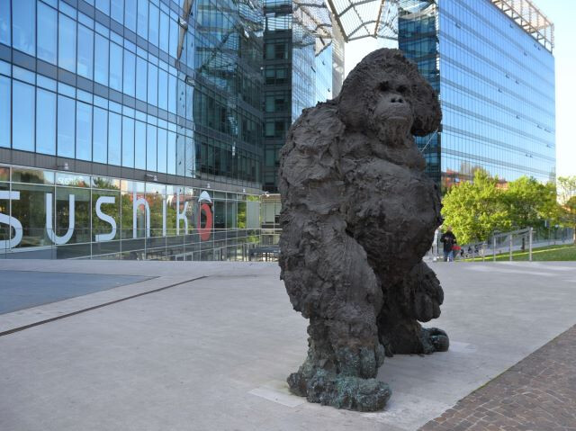 Orangutan