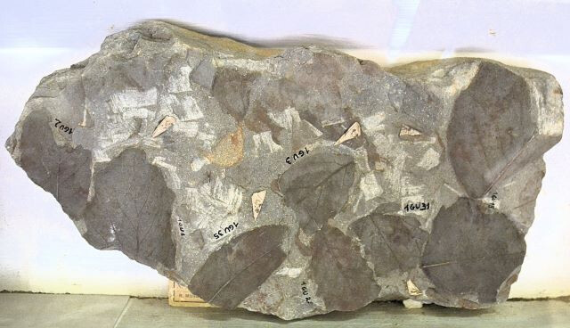Foglie fossili