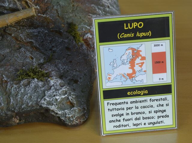 Lupo (Canis lupus)
