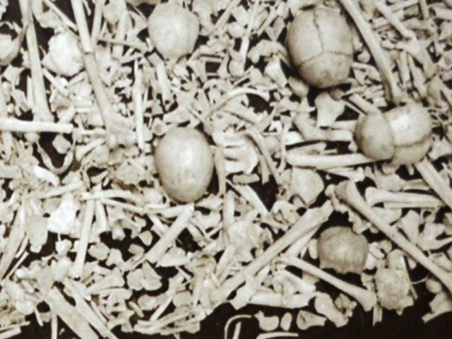 Reperti ossei rinvenuti nel 1954 dopo la frana del sottoroccia del Farneto