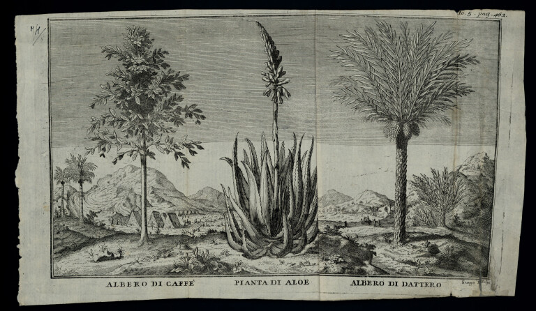 immagine di Giuseppe Filosi, Albero di Caffè - Pianta di Aloe - Albero di dattero (sec. XVIII)