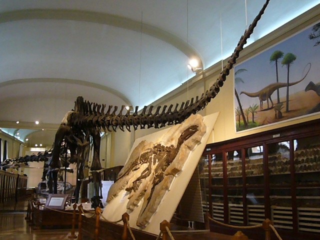 Diplodocus Carnegiei 