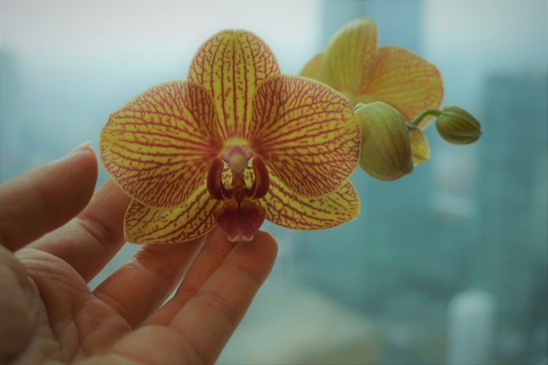 copertina di Parliamo di...  Orchidee Phalaenopsis
