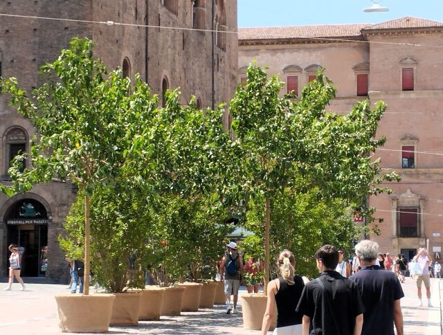 Alberi in vaso in piazza Re Enzo (BO)