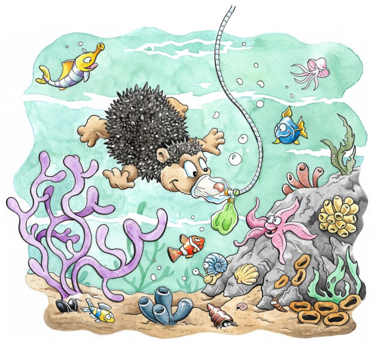 immagine di riccio sub