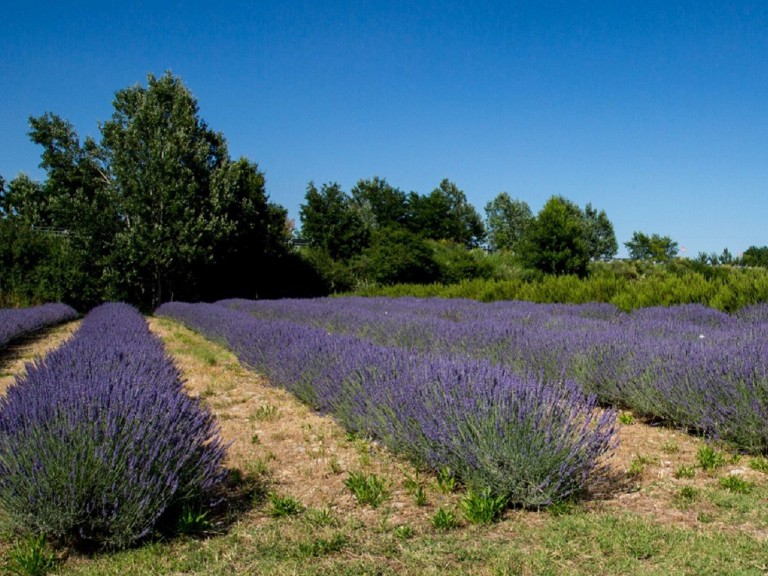 cover of Tra i campi di lavanda in fiore