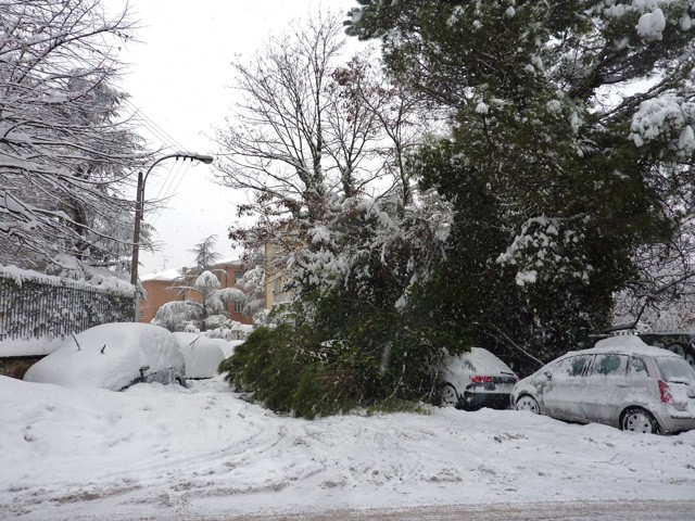Un grande albero caduto sotto il peso della neve