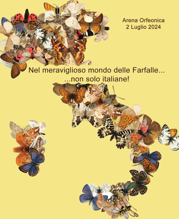 copertina di Il meraviglioso mondo delle farfalle