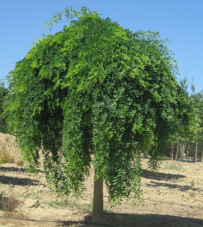 cover of Festa degli alberi