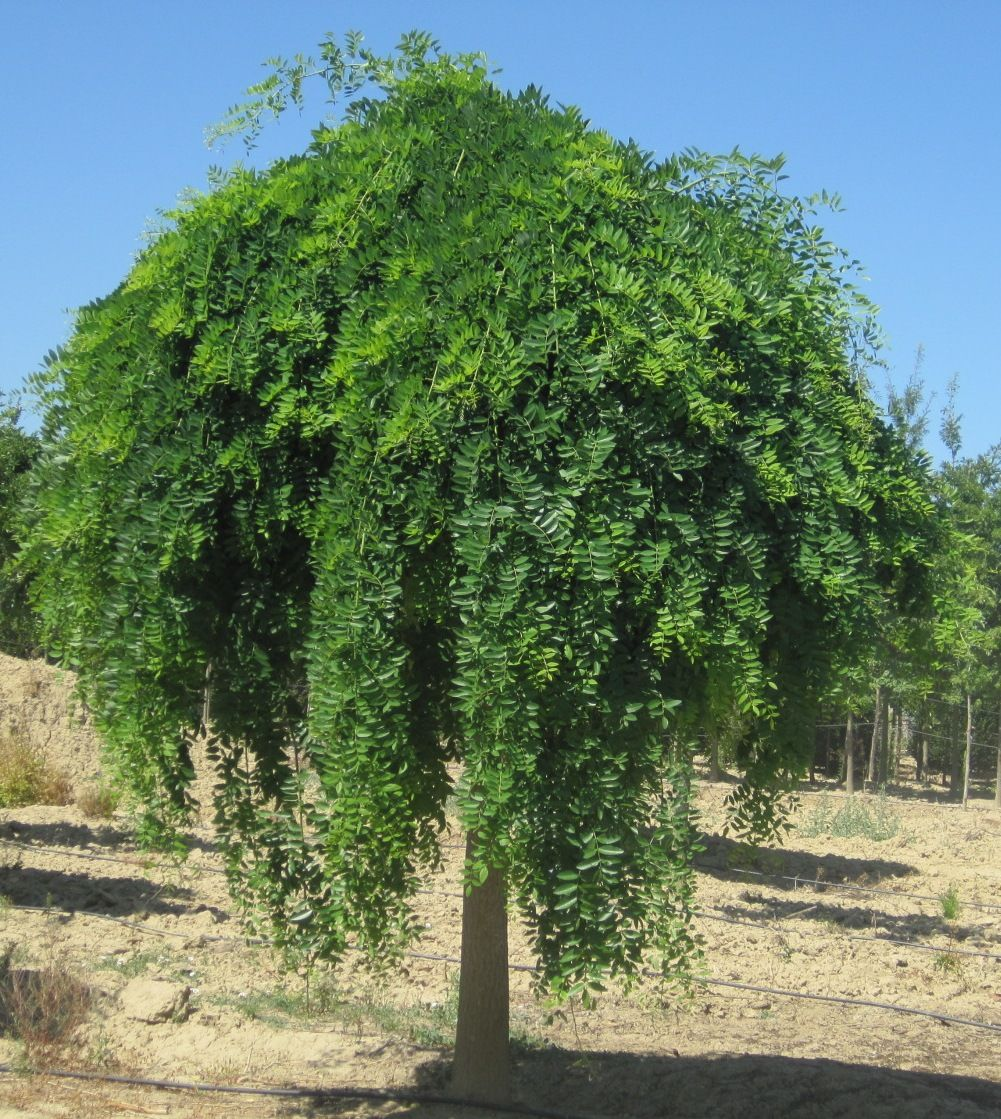 copertina di Festa degli alberi