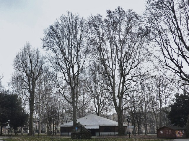 I grandi alberi della Montagnola furono in parte abbattuti durante la guerra