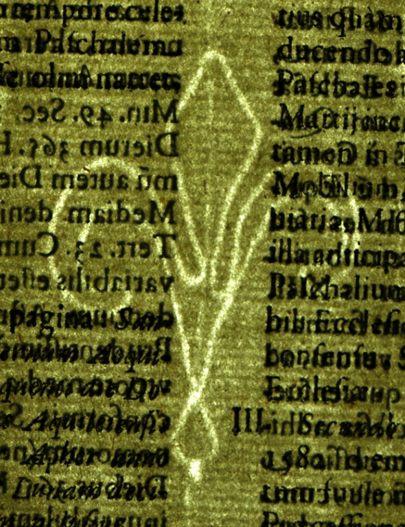 image of ID. 17 giglio