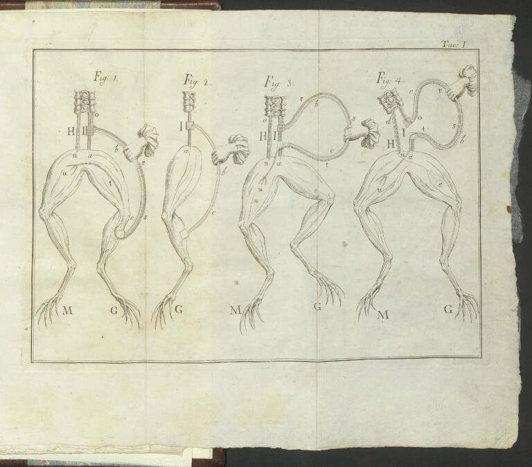 8.4 LUIGI GALVANI, Memorie sulla elettricità animale Bologna, Sassi, 1797. 4°