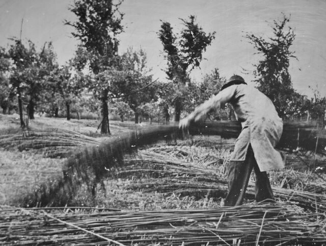 Lavorazione della canapa nel Bolognese