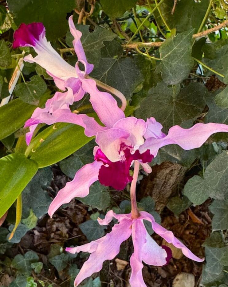 copertina di Le orchidee: cura e rinvaso