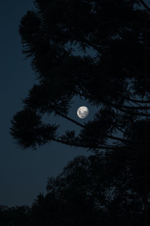 cover of Nel bosco di notte