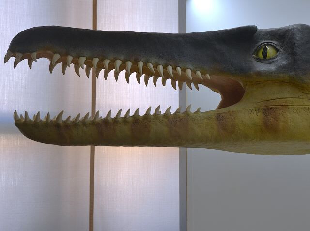 Collezione di Geologia "Museo Giovanni Capellini"