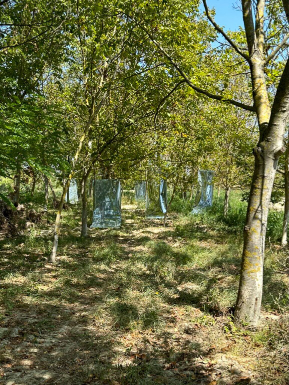 copertina di Paradiso [giardino]
