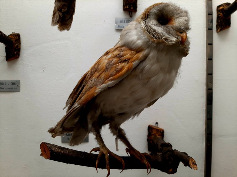 copertina di Curiosando Junior