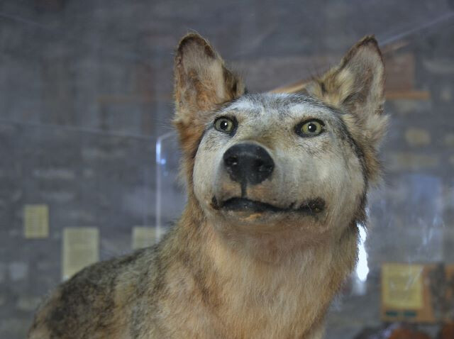 Lupo (Canis lupus)