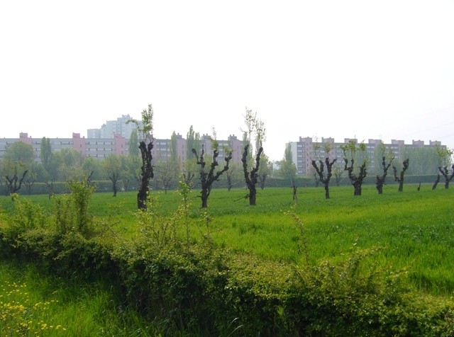 Il Virgolone del Pilastro da nord