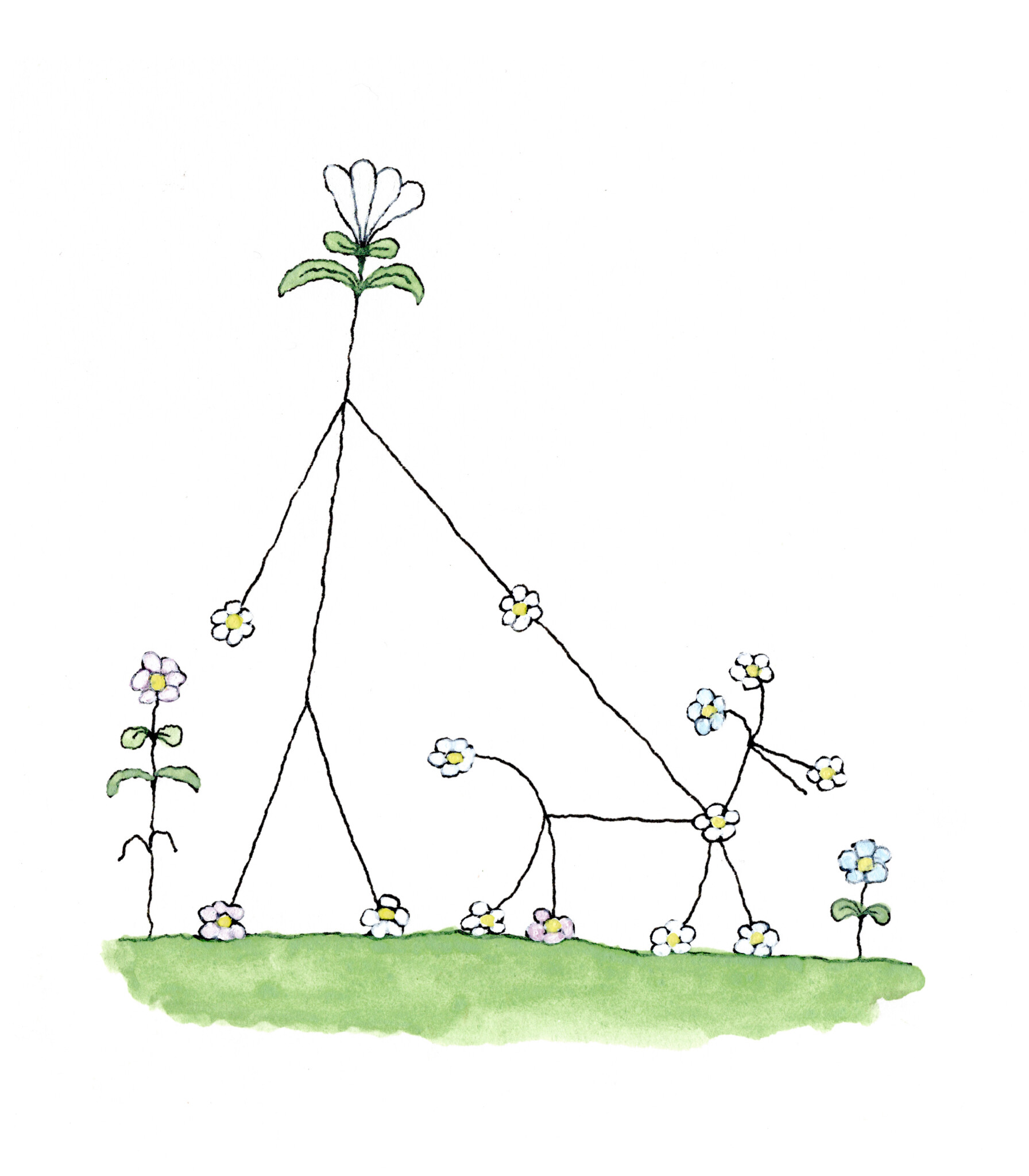 Fiore