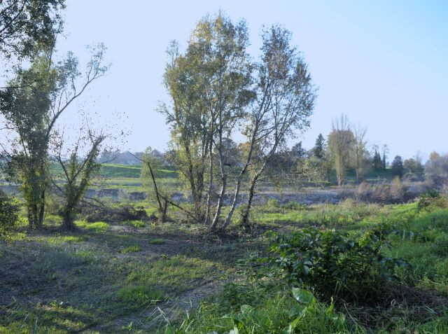 L'argine del Reno al Trebbo