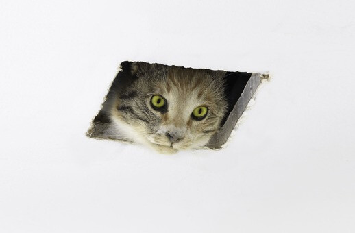 immagine di Eva & Franco Mattes. Ceiling Cat