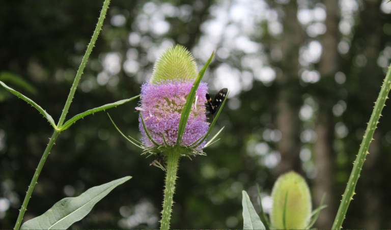 copertina di Itinerario a piedi, un gioco, musica, balli | Comunità interspecie #2