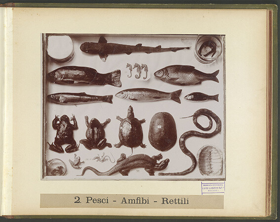 immagine di Album Bombicci 29