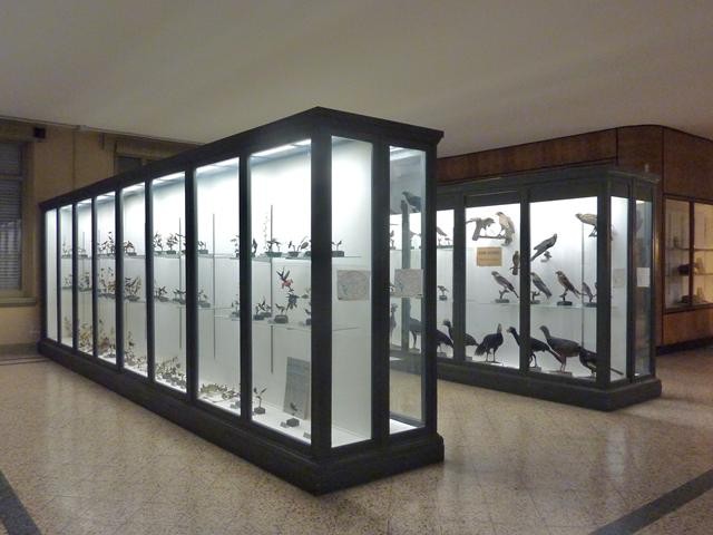 Museo di Zoologia - Via Selmi (BO) - interno
