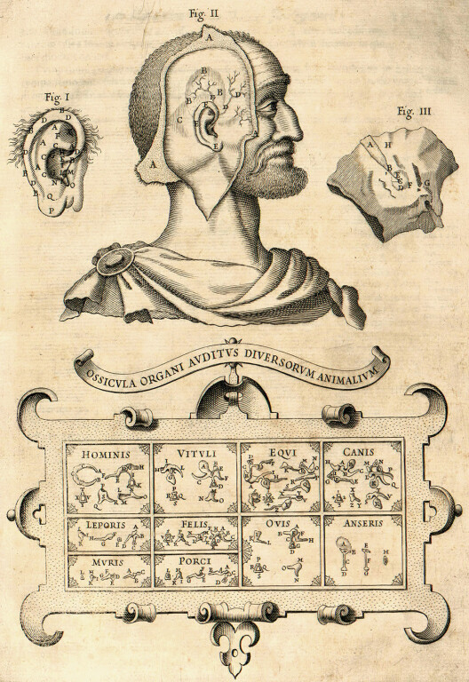 immagine di Gran Teatro Anatomico