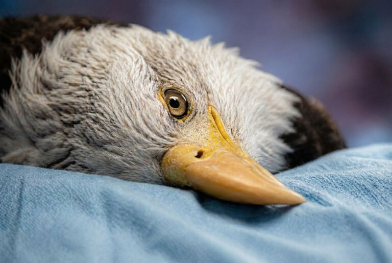 David Claerbout, Eagle Eye, 2026