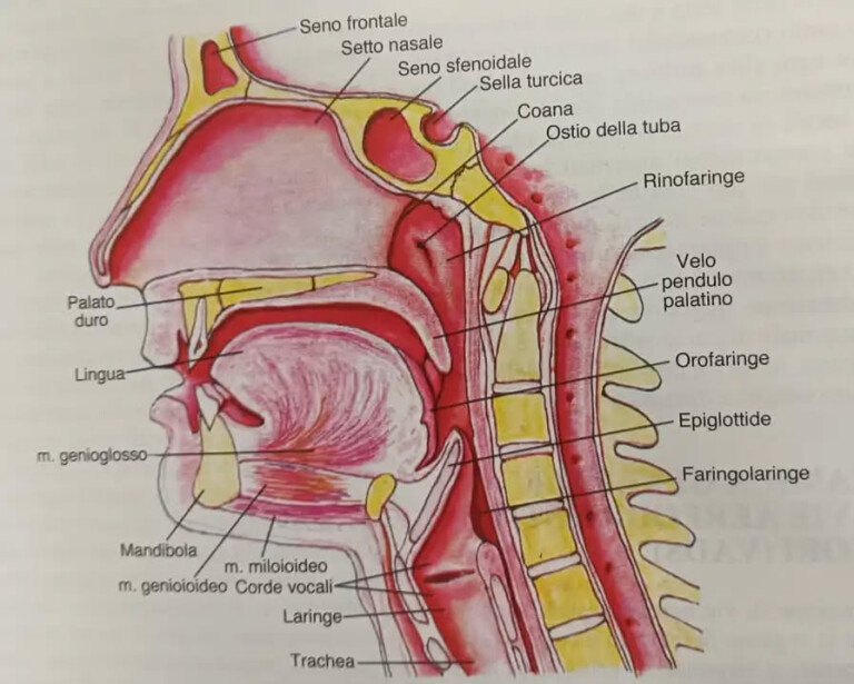 immagine di La repubblica della tua voce e Organi artificiali