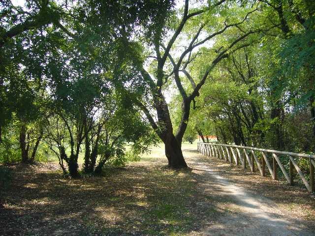 Un vialetto del parco di Villa Angeletti