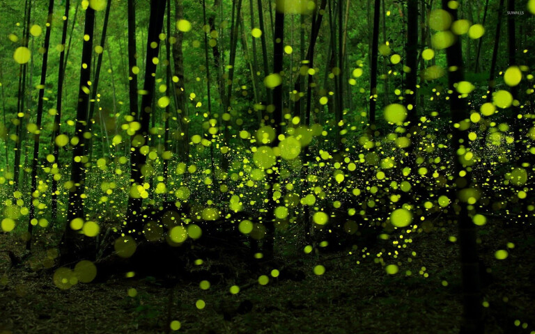 immagine di IL BOSCO INCANTATO – Notte di lucciole al Corno alle Scale