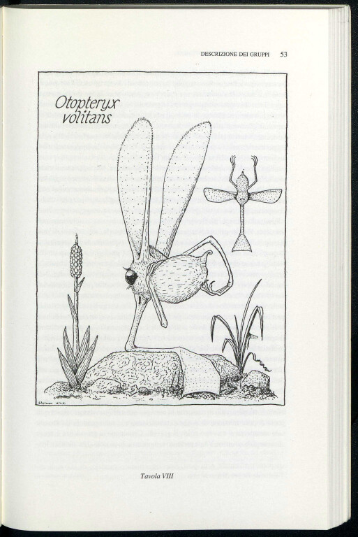 image de I rinogradi e la zoologia fantastica (1992)