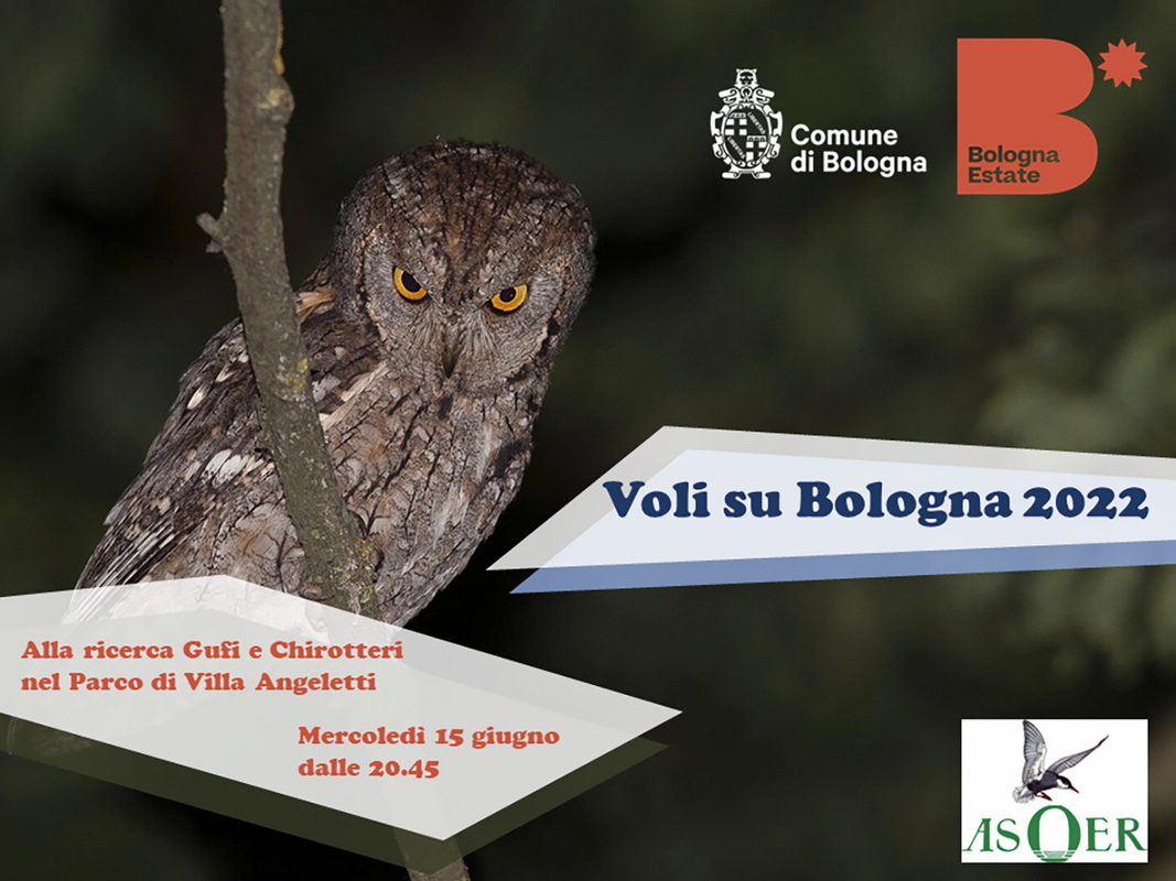 copertina di Voli su Bologna: la vita notturna degli animali in città