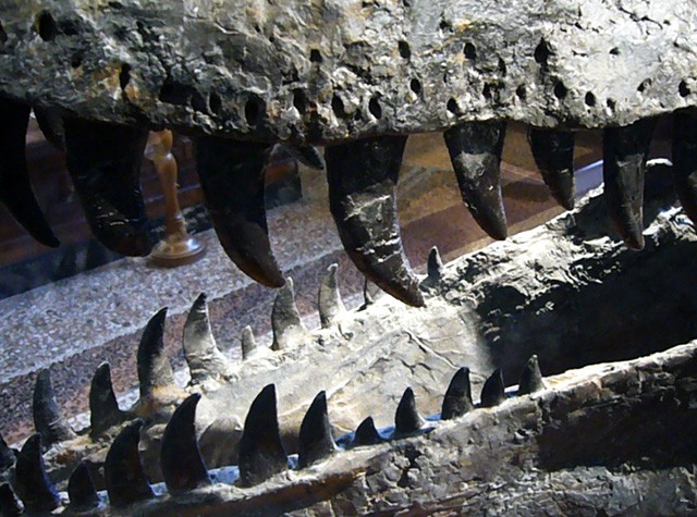 Mandibola di dinosauro al Museo Geologico Capellini