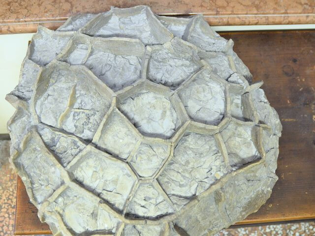 Collezione di Geologia "Museo Giovanni Capellini"