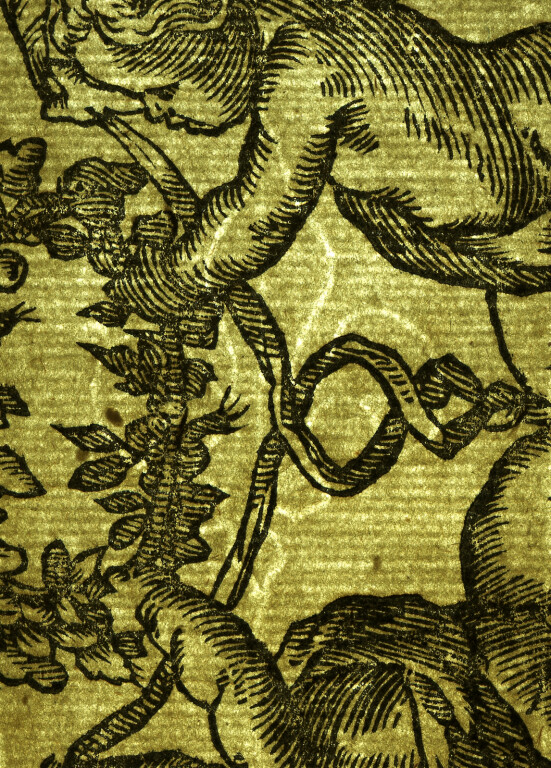 image of ID. 60 giglio