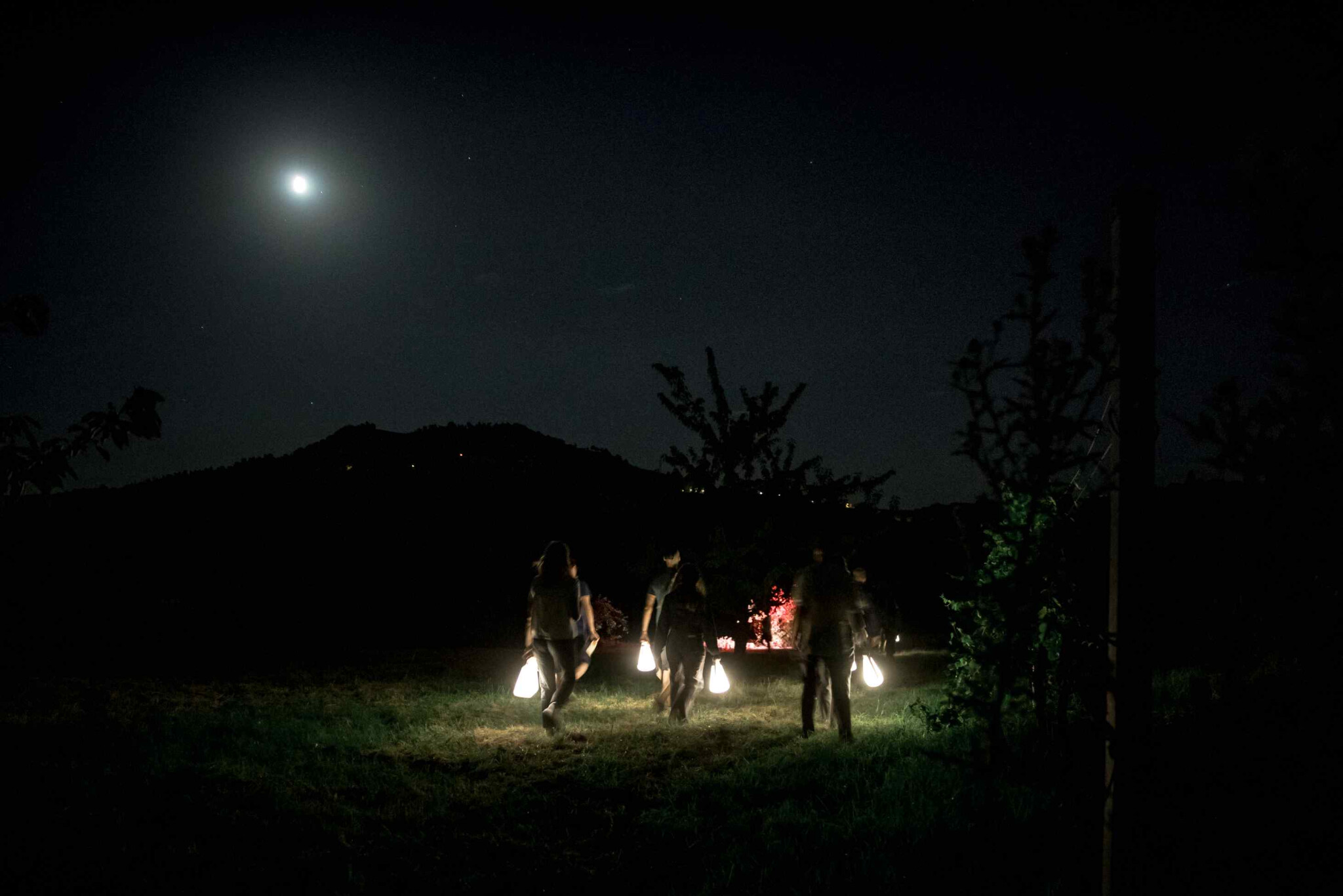 Tra gli alberi by night