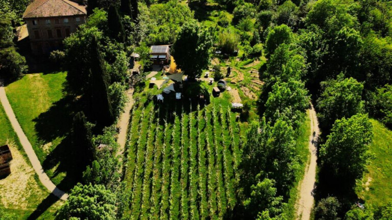 copertina di Festa della vigna
