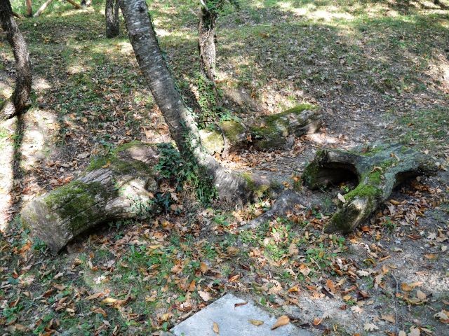 I resti della quercia dove avvenne l'eccidio del 25 luglio 1944