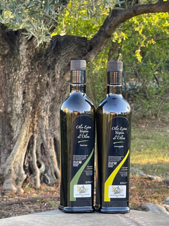 copertina di L’Olio dei Colli di Bologna è IGP: un nuovo riconoscimento per l’eccellenza del territorio